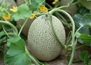 香港明星吃哈密瓜的视频,哈密瓜美食之旅