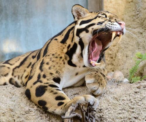 豹猫大战吃瓜猴子视频,豹猫与吃瓜猴子的生死较量