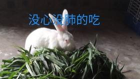 大白兔吃瓜视频在线观看,萌宠美食大揭秘