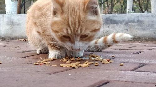 喵喵吃蓝瓜视频大全,趣味视频大盘点