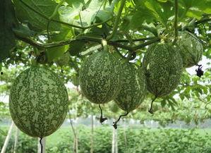 吊瓜能不能蒸着吃呀视频,探索美味与营养的完美结合