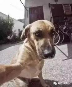 小狗吃瓜顺口溜搞笑视频,小狗吃瓜搞笑视频，萌态可掬笑翻众人